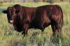 LOT 15 - OB 180071 SP - BONKA BONSMARA (PTY) LTD