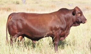 LOT 16 - OB 180193 SP - BONKA BONSMARA (PTY) LTD