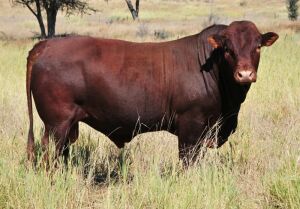 LOT 21 - OB 180200 SP - BONKA BONSMARA (PTY) LTD