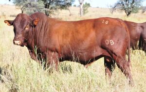 LOT 22 - OB 180131 SP - BONKA BONSMARA (PTY) LTD