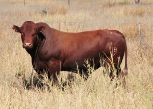 LOT 28 - OB 180183 SP - BONKA BONSMARA (PTY) LTD