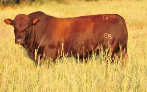 LOT 32 - OB 180203 SP - BONKA BONSMARA (PTY) LTD