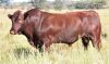 LOT 34 - OB 180011 SP - BONKA BONSMARA (PTY) LTD