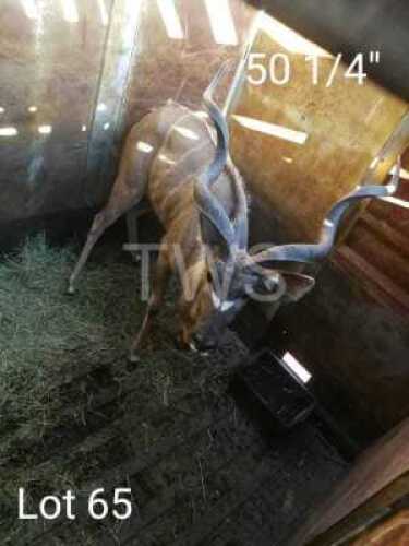 M: 1 T: 1 x Koedoe/Kudu Manketti Ferroland 