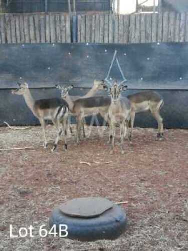 V/F: 4 T: 4 x Saddleback Trollop Brothers (Pay per Piece to take the lot)