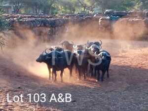 5 V/F: x Buffels/Buffalo Manketti Ferroland (Pay per Piece to take the lot)