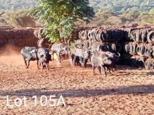  V/F: 5 T: 5+5 x Buffels/Buffalo Manketti Ferroland (Pay per Piece to take the lot)