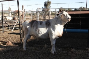 LOT 13 1 X MEATMASTER RAM Olivebranch Meatmasters