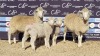 2+2X DORMER EWE BRAD VAN NIEKERK