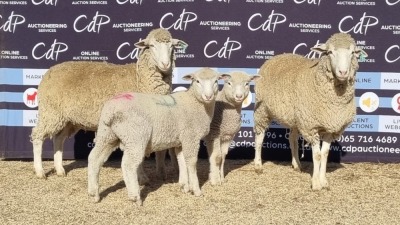 2+2X DORMER EWE BRAD VAN NIEKERK