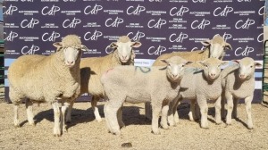 3+4X DORMER EWE BRAD VAN NIEKERK