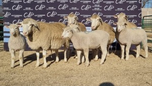 4+4X DORMER EWE BRAD VAN NIEKERK