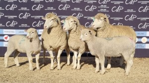 3+3X DORMER EWE BRAD VAN NIEKERK