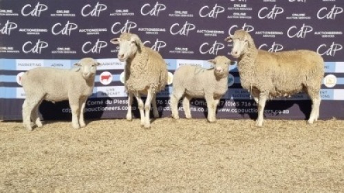 2+2X DORMER EWE BRAD VAN NIEKERK