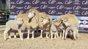 3+4X DORMER EWE BRAD VAN NIEKERK