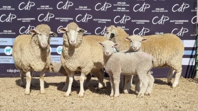 3+3X DORMER EWE BRAD VAN NIEKERK