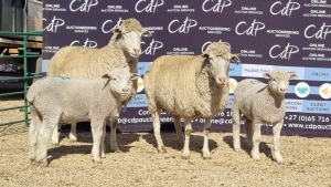 2+2X DORMER EWE BRAD VAN NIEKERK