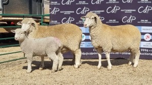 2+2X DORMER EWE BRAD VAN NIEKERK