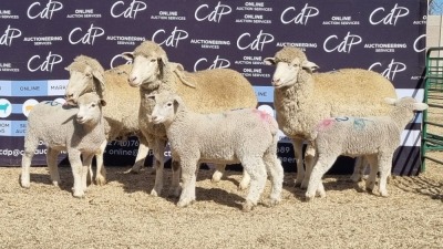 3+3X DORMER EWE BRAD VAN NIEKERK