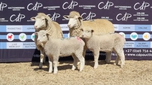 2+2X DORMER EWE BRAD VAN NIEKERK