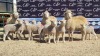 3+6X DORMER EWE BRAD VAN NIEKERK