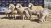 3+6X DORMER EWE BRAD VAN NIEKERK
