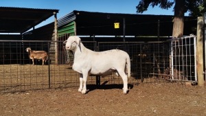 LOT 21 1 X MEATMASTER RAM Ochre Meatmasters