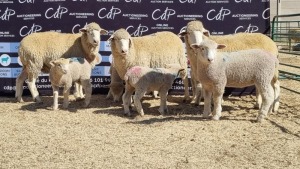 3+6X DORMER EWE BRAD VAN NIEKERK