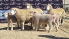 3+6X DORMER EWE BRAD VAN NIEKERK