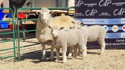 1+2X DORMER EWE BRAD VAN NIEKERK