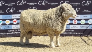 1X DORMER RAM BRAD VAN NIEKERK