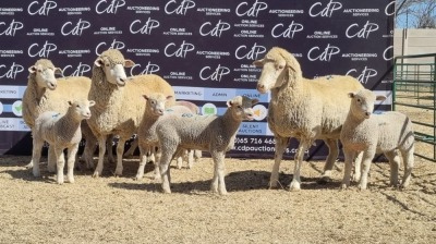 3+6X DORMER EWE BRAD VAN NIEKERK