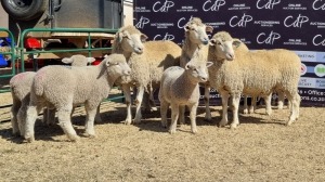 3+6X DORMER EWE BRAD VAN NIEKERK