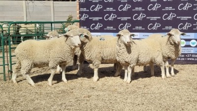 6X DORMER EWE BRAD VAN NIEKERK