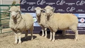 3X DORMER EWE BRAD VAN NIEKERK