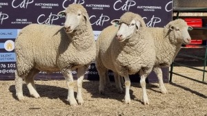 3X DORMER EWE BRAD VAN NIEKERK