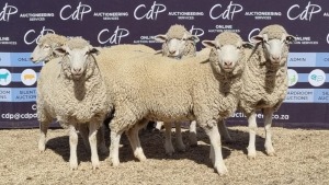 5X DORMER EWE BRAD VAN NIEKERK