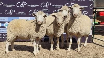 4X DORMER EWE BRAD VAN NIEKERK