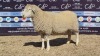 1X DORMER EWE BRAD VAN NIEKERK