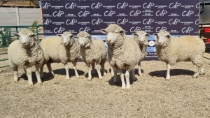 6X DORMER EWE BRAD VAN NIEKERK