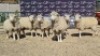 6X DORMER EWE BRAD VAN NIEKERK