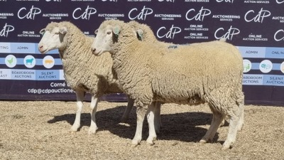 3X DORMER EWE BRAD VAN NIEKERK