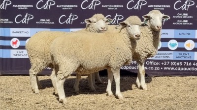 3X DORMER EWE BRAD VAN NIEKERK