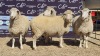 4X DORMER EWE BRAD VAN NIEKERK