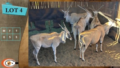 5X ELAND V/F:5 (Per Piece to take the lot/Per stuk om lot te neem)