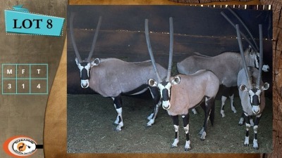 4X GEMSBOK M:3 V/F:1 (Per Piece to take the lot/Per stuk om lot te neem)