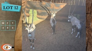 3X GEMSBOK M:3 (Per Piece to take the lot/Per stuk om lot te neem)