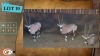 3X GEMSBOK V/F:3 (Per Piece to take the lot/Per stuk om lot te neem)