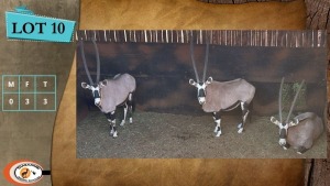 3X GEMSBOK V/F:3 (Per Piece to take the lot/Per stuk om lot te neem)