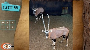 2X GEMSBOK M:2 (Per Piece to take the lot/Per stuk om lot te neem)